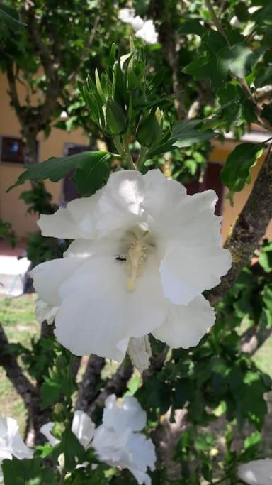 Casa de Férias La Cicala